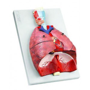 Human Respiratory System - 7 Parts